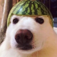 melon_doggo