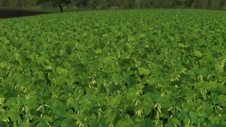Modified soy texture v 1.0 thumbnail 4