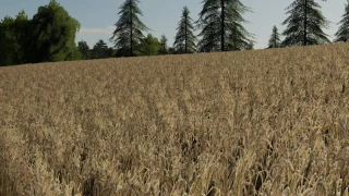 Barley / wheat texture v 1.0 thumbnail 6