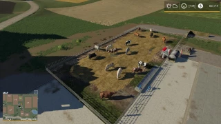 Feedlot For Cows