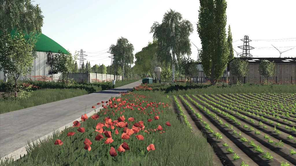 Poppy Plains