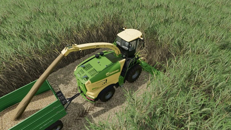 Collect 900-3 for poplar and sugarcane
