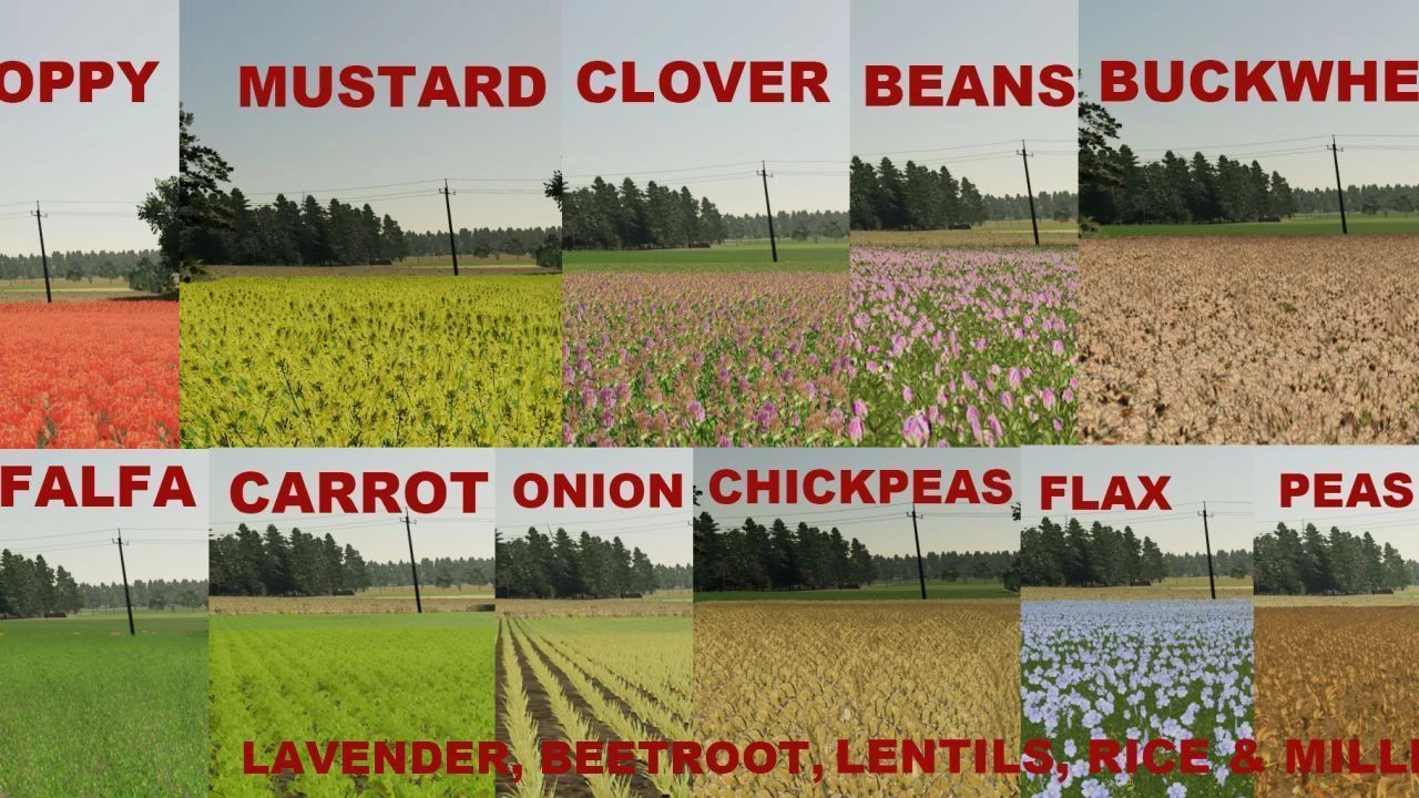 Rogatki Edited (Multifruit and Production)