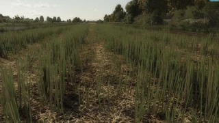 Rapeseed texture v 1.0 thumbnail 3