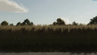 Rapeseed texture v 1.0 thumbnail 2
