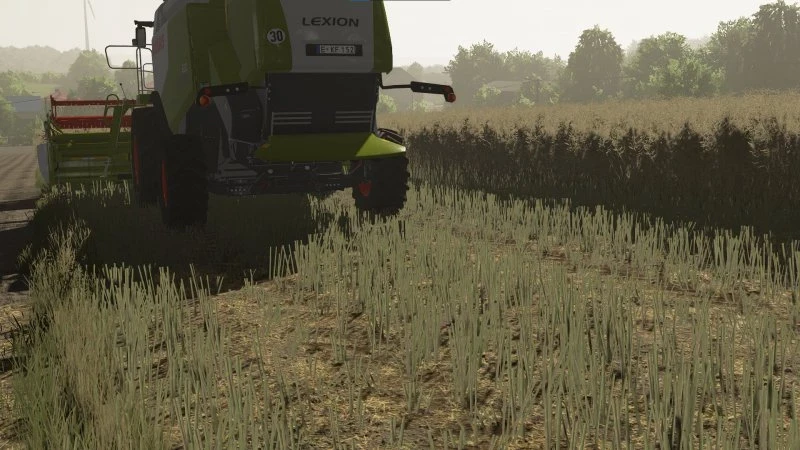 Textures of canola 2 v 1.0