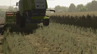 Textures of canola 2 v 1.0 thumbnail 2