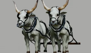 Grey Ox 0.99 thumbnail 4